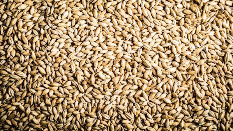 Pilsner Malt Beer Grain Texture Close-up
