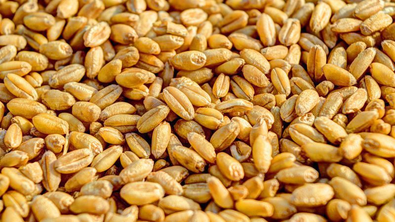 wheat-381848_1280