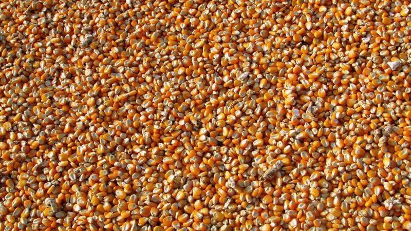 maize-264520_1280
