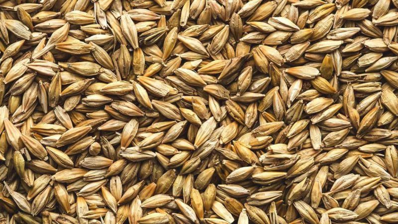 1296x728_Is_Barley_Gluten-Free_BODY_1