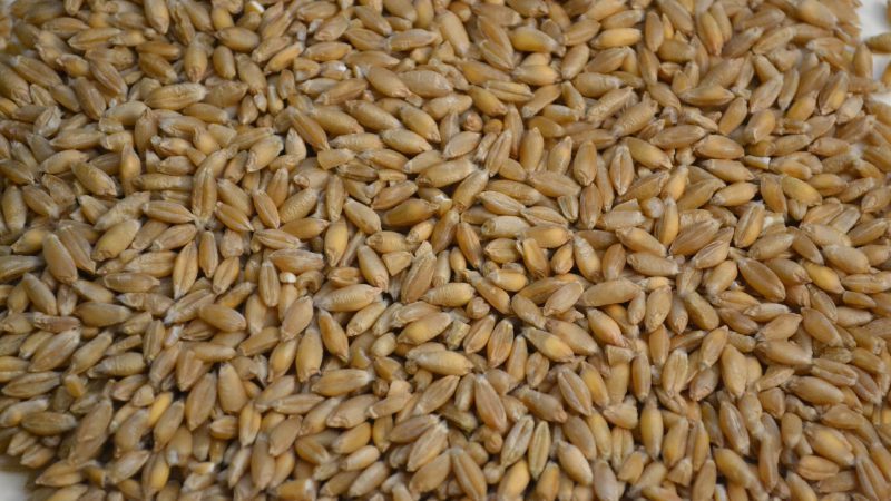 triticale-946049_1920
